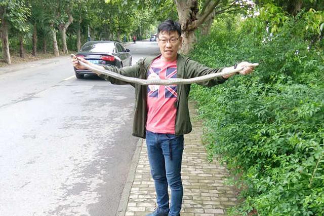 扬州版大蛇被困装死 被警民救出却“反咬一口”