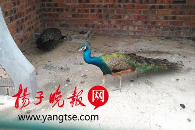 500枚孔雀蛋只有一枚成功 镇江"孔雀老人"郁闷了