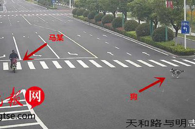 哈士奇将骑车大爷撞骨折后"肇事逃逸" 主人赔3万多