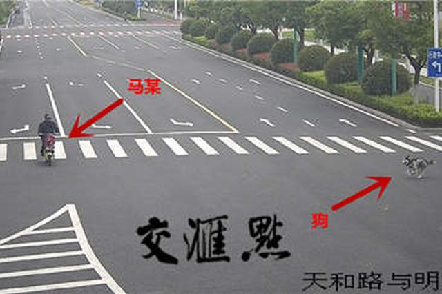 哈士奇撞伤骑车大爷后“逃逸” 狗主人赔了3万多