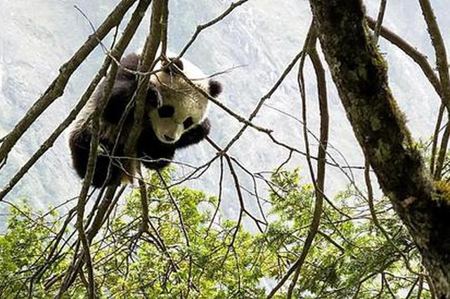 好消息！四川卧龙正河区域中部发现新的大熊猫栖息地