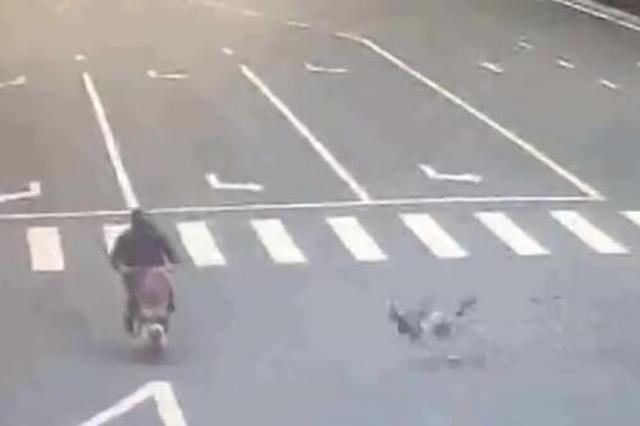 哈士奇将骑车大爷撞骨折后“逃逸” 主人赔3万多