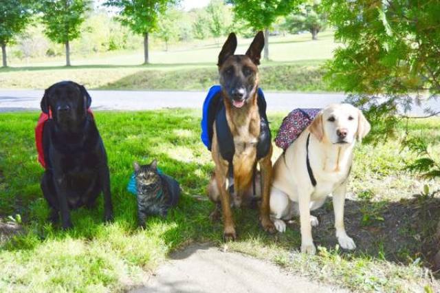 一男子遛狗不拴绳被劝动手打人 两条狗被收缴