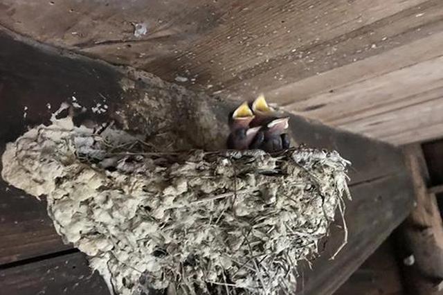 待拆房屋梁有4只雏燕7枚蛋 一乡镇贴封条暂缓拆迁
