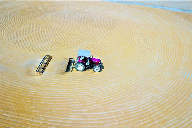 价格低 大户囤粮惜售！农民：托市收购何时启动？