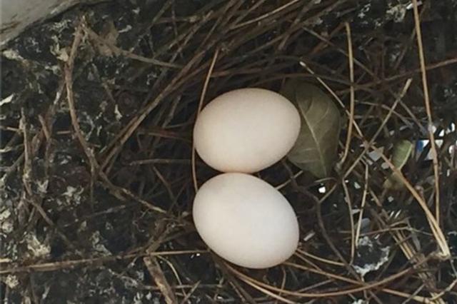 苏州游客动物园里掏鸟蛋 涉嫌盗猎被警方行拘