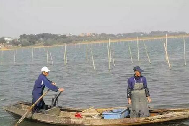 太湖围网清拆调查 螃蟹养到太湖里 没想到代价这么大