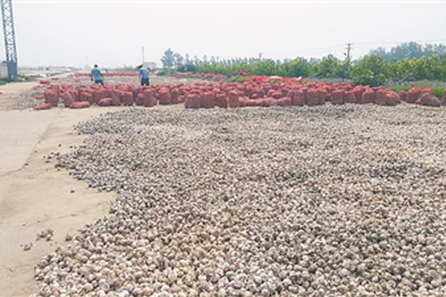 大蒜收购价不及去年五分之一 破解“蒜周期”不能靠赌