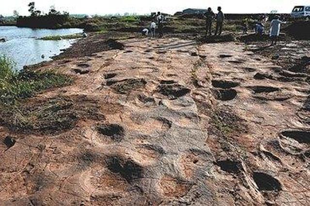 侏罗纪猜想证实 山东郯城发现300个恐龙足迹