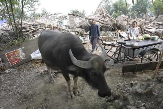千斤重水牛挣脱绳索公路上狂奔 与急驶轿车撞个正着