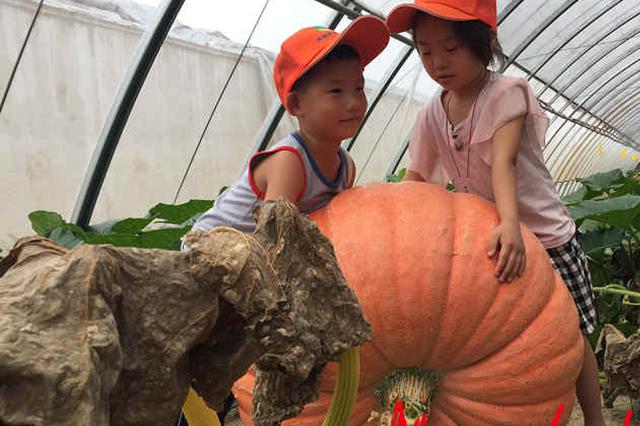 罕见！234斤巨型南瓜 藤蔓比儿童手臂还粗