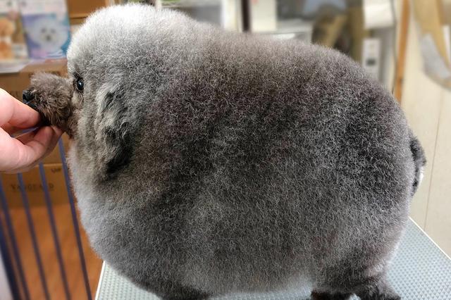 宠物兔丢失主人报警 找到时已被邻居剥皮洗净待下锅