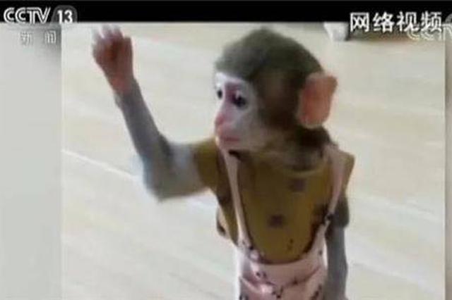 扬州网红直播养猴牵出大案：5人被抓20只猕猴死亡
