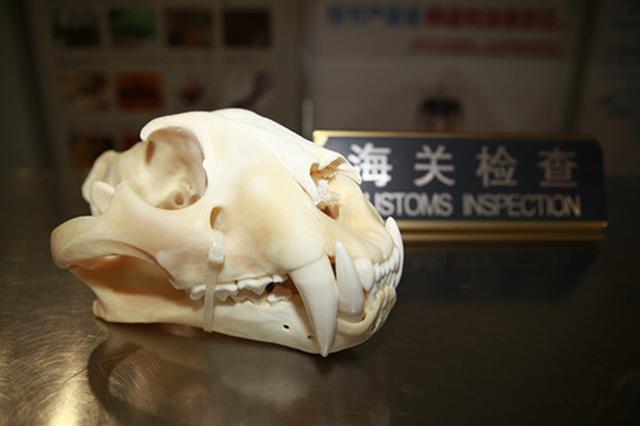一旅客违规携带完整老虎头骨入境 被南京海关查获