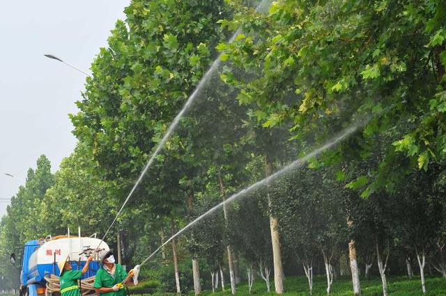 小区物业不当修剪树木 被开9万元罚单