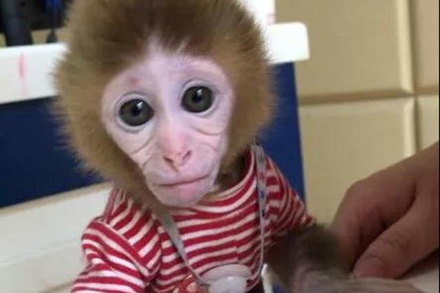 私自买卖8只猕猴当宠物  连云港跨省抓获11人