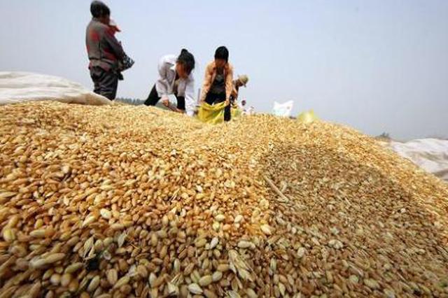 江苏托市收购夏粮170万吨 助农民增收近2亿