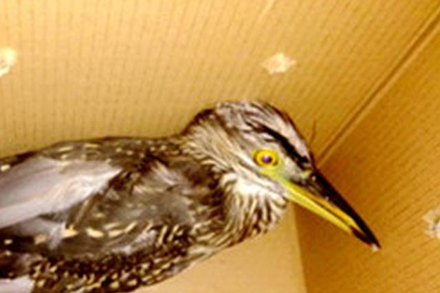 男子路边捡到一只大鸟 民警发现保护动物将其放飞