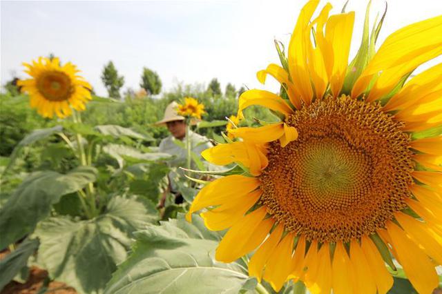 台风还要疯多久 未来一周天气早知道
