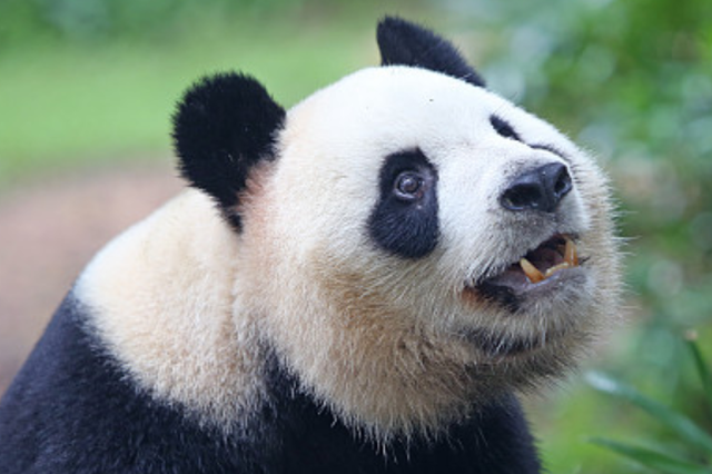 游客扔石子欲"砸醒"大熊猫被列"旅游黑名单"