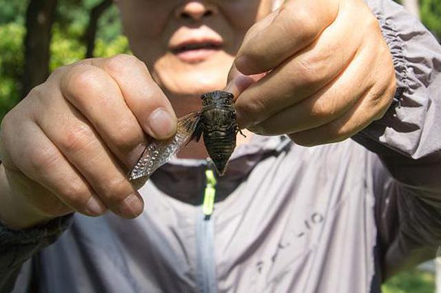 油炸蝉蛹成常州街头稀有美食 很多人食用后过敏