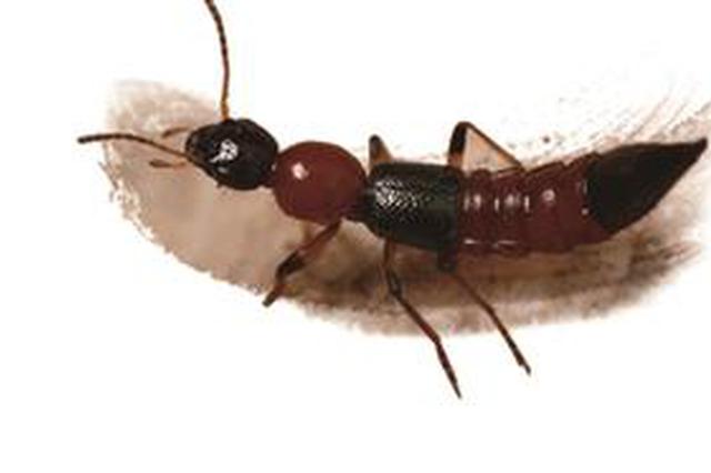 夏季蚊虫肆虐 4龄童因为它差点被毁容