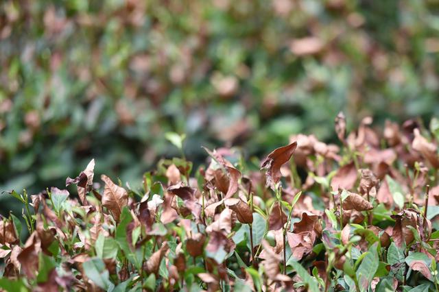 周末江苏将维持晴热高温天气 雷暴大风或“串场”