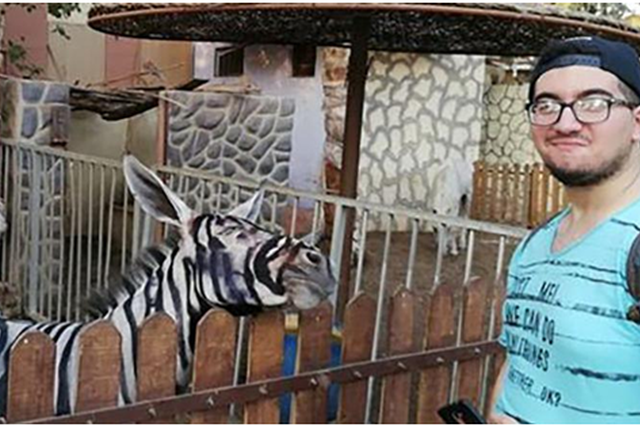 尴尬！埃及一动物园用驴假扮斑马 园方给驴上色伪装