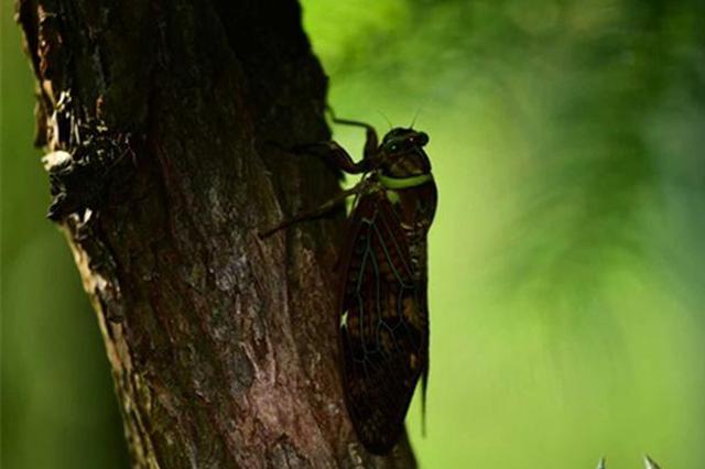 男孩夜间抓知了摸到电线身亡 当地电力局拒绝采访
