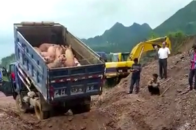 沈阳市发生1例非洲猪瘟疫情 913头生猪已全部扑杀