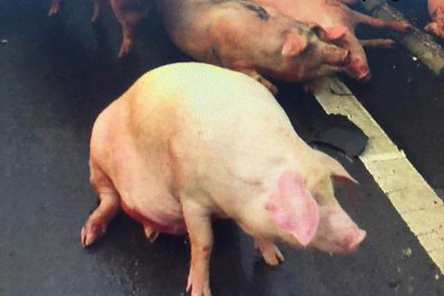 30头“二师兄”跌落高速成“烤猪” 消防冲凉降温