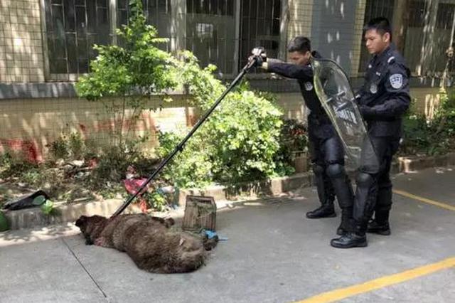 藏獒蹿入小区内咬伤4人 扑咬处置民警时被击毙