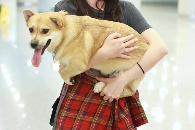 女子因宠物去世要求带薪休假遭解雇 法院这么判