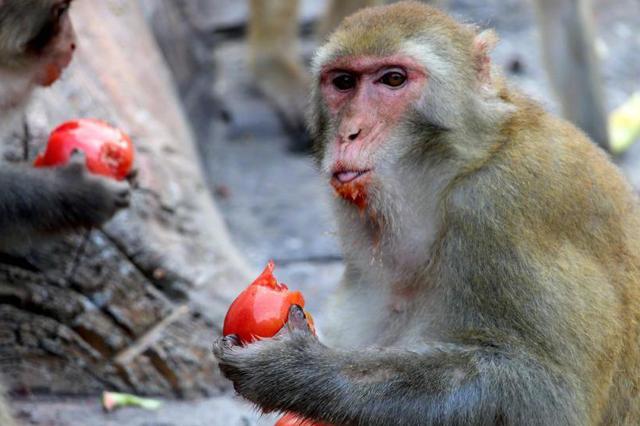 高温下的南京城：瓜摊少了 网购火了 “跑腿”多了