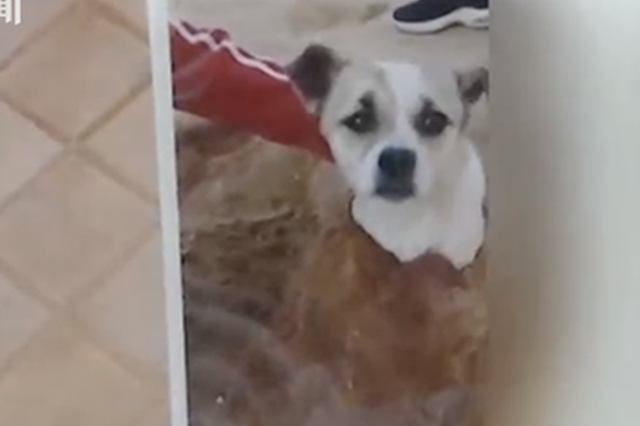 宠物犬伤人被打死 狗主人:它怎么光咬你不咬别人