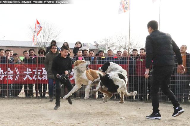 西安推最严养狗措施：不听劝阻者吊销狗证5年禁养