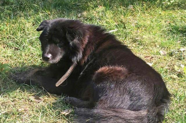 投放异烟肼毒狗网帖刷屏 专家：致家犬中毒涉嫌犯罪