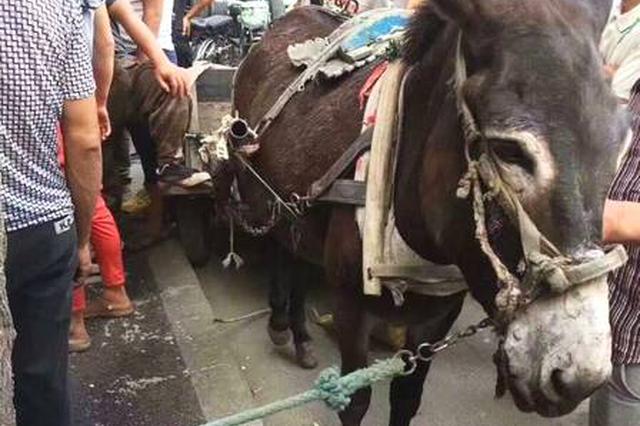 驴被狗咬后撞坏奥迪 奇葩事故令人哭笑不得