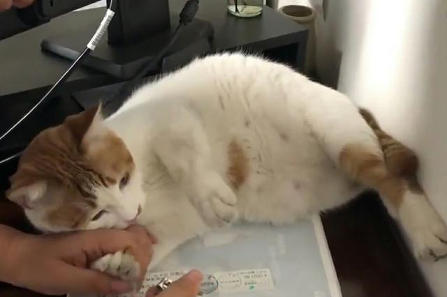 主业抓鼠兼职当调解员 这个工商所的“公务猫”了解一下？