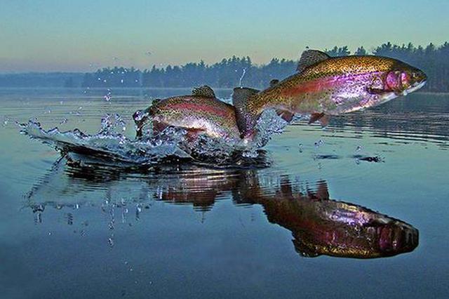 三文鱼身份危机:虹鳟混入后考虑改称海产大西洋鲑