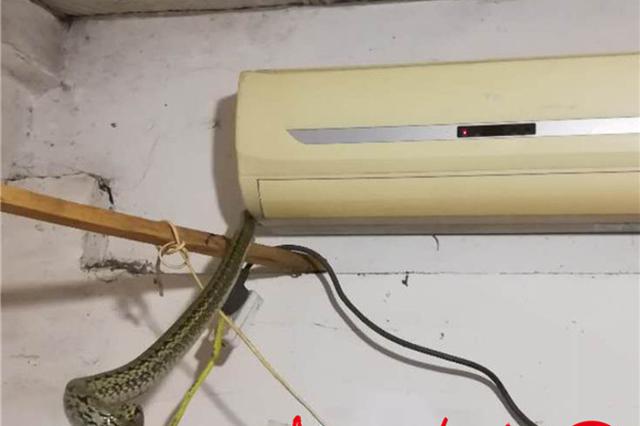 1.5米大蛇闯入空调内纳凉 民警放它到该凉快的地方