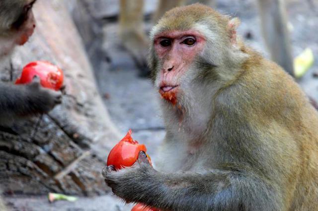 两男子网络贩卖野生动物：5千从河南买猕猴1万元卖到江苏