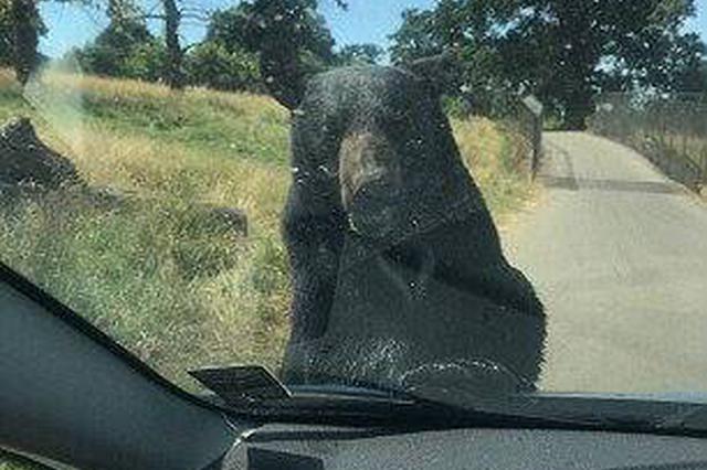 四川一名村民疑遭黑熊袭击 面颊腮部伤口几乎穿透