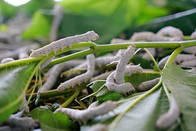 江苏农业缺乏领军型大品牌 产业链互补性不强
