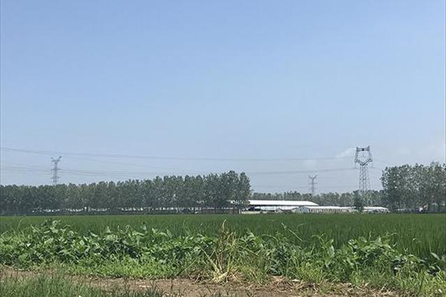 连云港猪瘟养殖场负责人：庆幸一头猪没卖