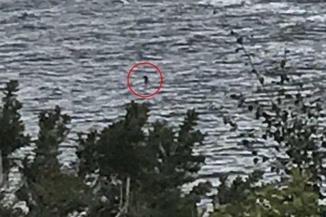 尼斯湖水怪再现身？女孩用手机拍到神秘生物(图)