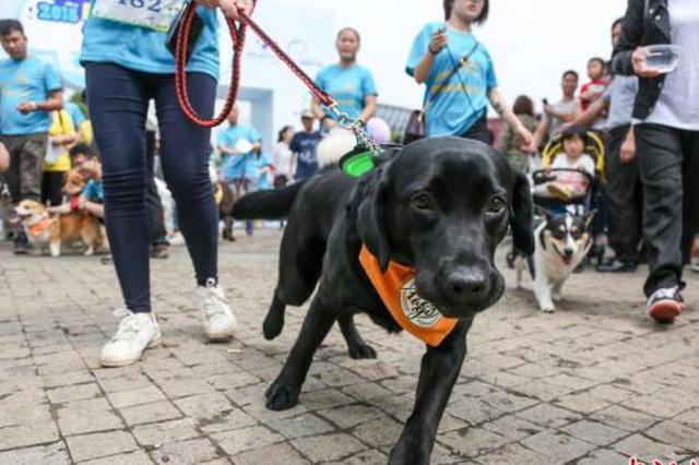 大妈骑车被狗追摔断手臂狗主人该赔吗？法院：该