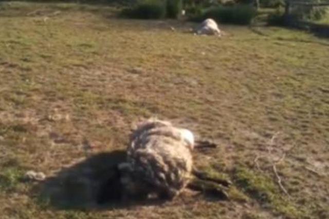 乌克兰小镇羊群遭不明生物屠杀 全身血液一滴不剩