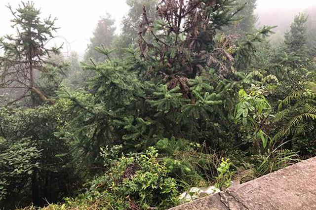 滴滴杀人案现场：凶嫌车内发现胶带和刀 或有预谋