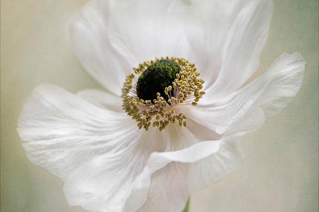 大学生尿检“染毒”喊冤 一查是吃的面含罂粟